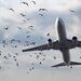 مشکلی به نام برخورد با پرندگان در صنعت هوانوردی