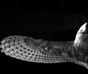 الهام از الگوی پرواز بی صدای جغد در ساخت هواپیما های کم صدا