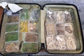 کشف محموله عجیب در فرودگاه بین‌المللی امام