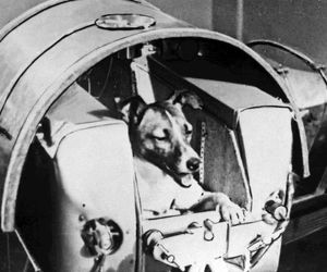 ۶۰ سال پیش در چنین روزی اولین حیوان به مدار زمین رفت