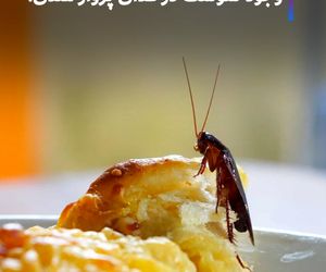 وجود سوسک در غذای پرواز هندی! +فیلم