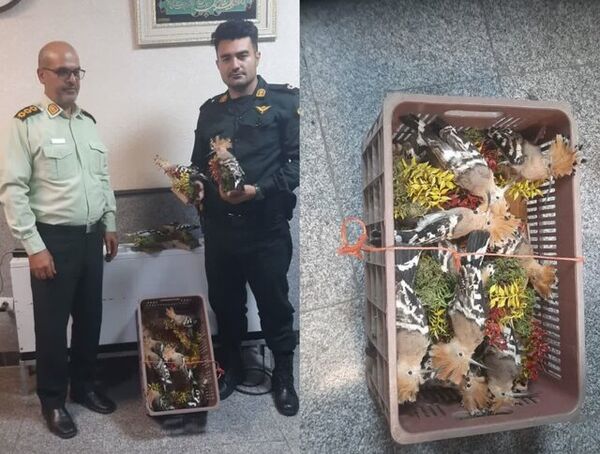۱۲ قطعه هدهد تاکسیدرمی شده در فرودگاه رشت کشف شد