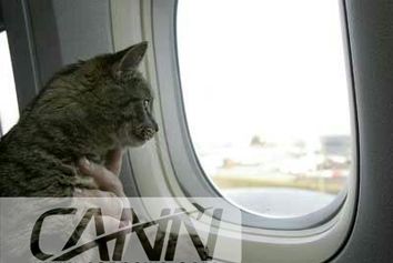 قوانین حمل حیوانات زنده در هواپیما