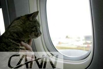 قوانین حمل حیوانات زنده در هواپیما