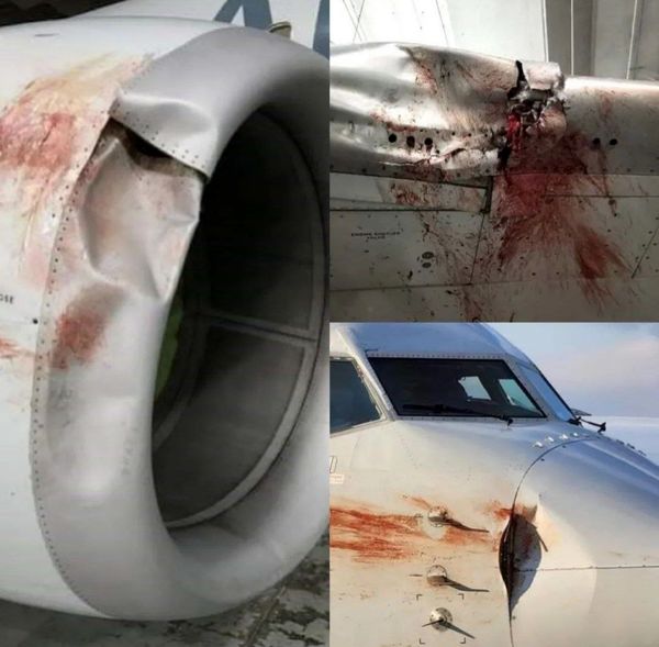 تصاویری از نتیجه برخورد بویینگ ۷۳۸ امریکن ایرلاینز با دسته‌ای از پرندگان در حین اپروچ به فرودگاه کانزاس سیتی در ایالت میسوری