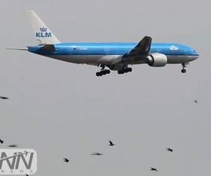 هجوم پرندگان در اطراف فرودگاه امستردام، خلبانان را بهنگام فرود و برخاستن، دچار مشکل کرده است. 
