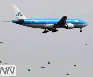 هجوم پرندگان در اطراف فرودگاه امستردام، خلبانان را بهنگام فرود و برخاستن، دچار مشکل کرده است. 