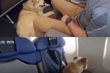 پرواز ویژه‌ای که حیوانات خانگی را کنار صاحبانشان از استرالیا به بریتانیا می‌برد