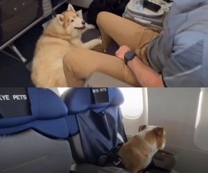 پرواز ویژه‌ای که حیوانات خانگی را کنار صاحبانشان از استرالیا به بریتانیا می‌برد