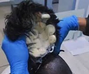 بازداشت مسافر در فرودگاه کلمبیا به دلیل حمل مواد مخدر در کلاه‌گیس  +فیلم