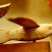 معمای یک «پرندۀ چوبی» که مصریان باستان ساختند