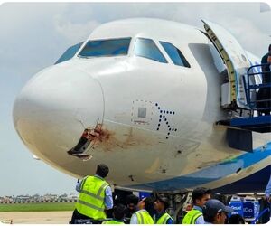 فرود اضطراری هواپیمای IndiGo پس از برخورد با کرکس 