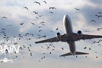 بخشنامه کنترل و مهار مخاطره برخورد پرندگان و حیوانات با وسایل پرنده ابلاغ شد