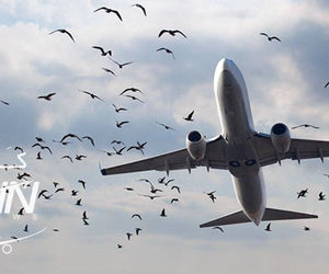 بخشنامه کنترل و مهار مخاطره برخورد پرندگان و حیوانات با وسایل پرنده ابلاغ شد