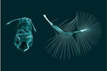 ساخت نسل جدید ریزپرنده‌ها با الهام از پرواز حشرات ریز