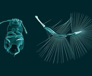 ساخت نسل جدید ریزپرنده‌ها با الهام از پرواز حشرات ریز