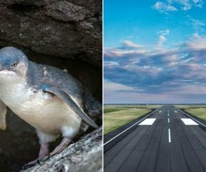 تاخیر پرواز به‌دلیل وجود پنگوئنی در باند فرودگاه+ عکس