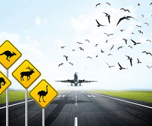 خطر حیات وحش برای صنعت هوانوردی