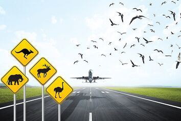 خطر حیات وحش برای صنعت هوانوردی