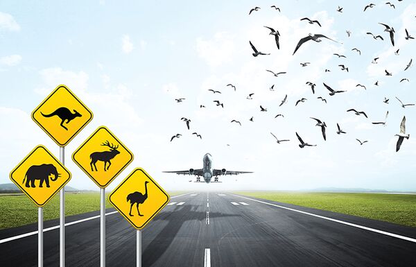 خطر حیات وحش برای صنعت هوانوردی