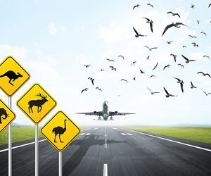 خطر حیات وحش برای صنعت هوانوردی