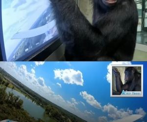 آموزش بونوبو برای هدایت هواپیما!