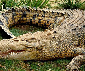 کشف جمجمه تمساح در چمدان مسافری در فرودگاه +عکس