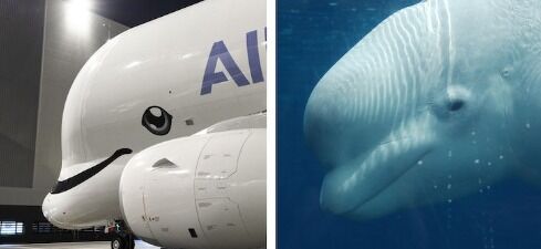 ورود هواپیماهای نهنگ ایرباس به ناوگان هوایی بین‌الملل