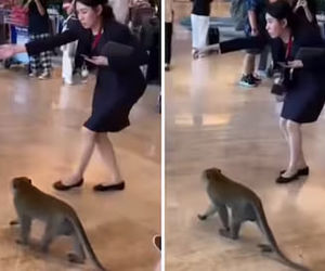 پرسه میمون کنجکاو در فرودگاه چانگی سنگاپور +فیلم