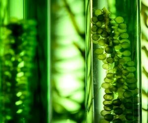 فرآیند‌های جدید می‌تواند ۱۰۰ درصد سوخت پایدار هوانوردی را فراهم کند