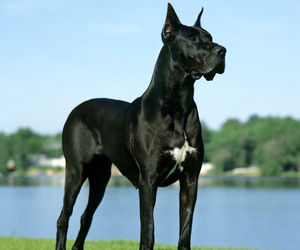 سگ عظیم الجثه در هواپیما جنجال به پا کرد! +تصاویر