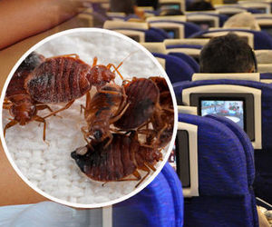 حشرات موذی میهمانان ناخوانده در پرواز +فیلم