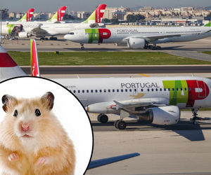 همسترهای فراری هواپیمای مسافربری را زمین‌گیر کردند +تصاویر