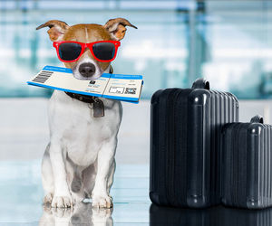 مسافر دلتا به خاطر یک سگ از صندلی فرست‌کلاس بیرون رانده شد! +عکس