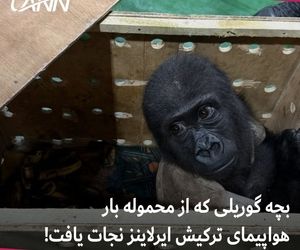 بچه گوریلی که از محموله بار هواپیمای ترکیش ایرلاینز نجات یافت! +فیلم

