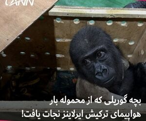بچه گوریلی که از محموله بار هواپیمای ترکیش ایرلاینز نجات یافت! +فیلم


