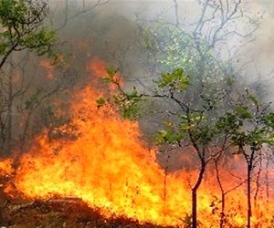۱۸ بالگرد مهار حریق خریداری شد