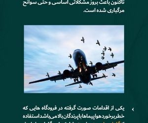 اقدامات صورت گرفته در برخورد پرندگان با هواپیما