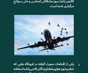اقدامات صورت گرفته در برخورد پرندگان با هواپیما