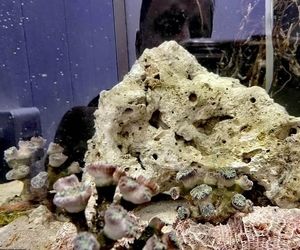 مرجان‌ها از فرودگاه شیراز به دریا بازگشتند