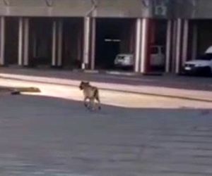 جولان سگ‌های ولگرد در باند برخی فرودگاه‌ها +فیلم