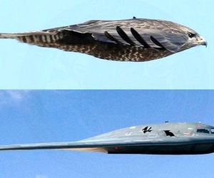 طراحی با الهام گرفتن از طبیعت