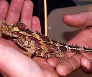 کشف ۱۲۰ خزنده قبل از ورود به هواپیما در فرودگاه امام + عکس